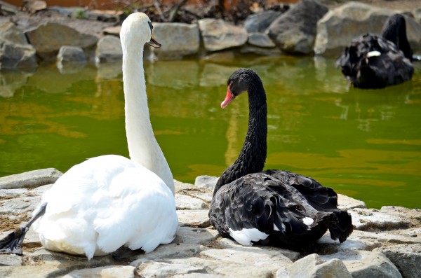 Expozice vodní drůbeže: velkorysé plochy i nové druhy ptáků