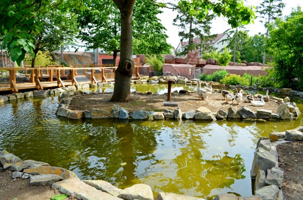 Expozice vodní drůbeže: velkorysé plochy i nové druhy ptáků