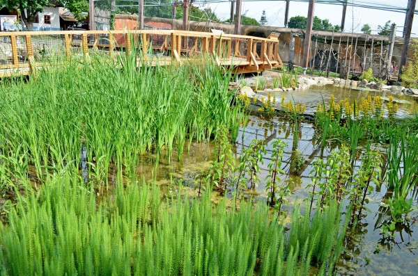 Expozice vodní drůbeže: velkorysé plochy i nové druhy ptáků