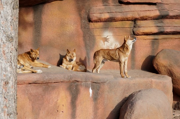 Expozice psa dingo v zooparku