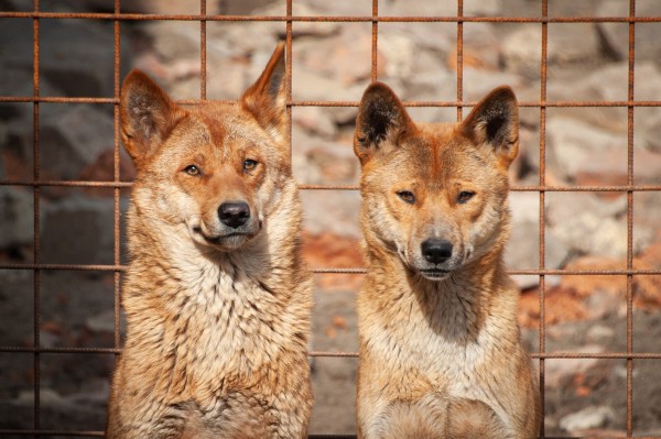 Expozice psa dingo v zooparku