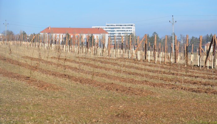 Lokální biocentrum nad Dědicemi