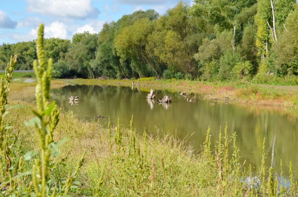 Mokřady Padělky v biokoridoru Lulečského potoka