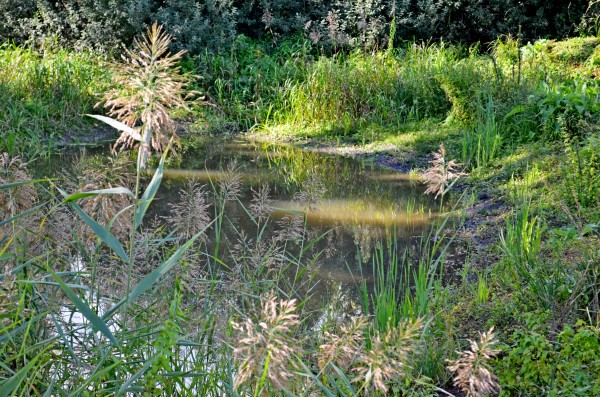 Mokřady Padělky v biokoridoru Lulečského potoka