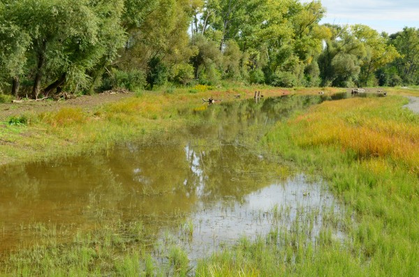 Mokřady Padělky v biokoridoru Lulečského potoka