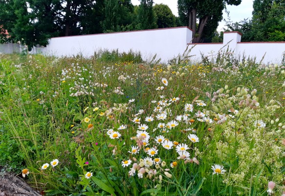 Motýlí louka zkrášlila prostor před zámeckou zahradou