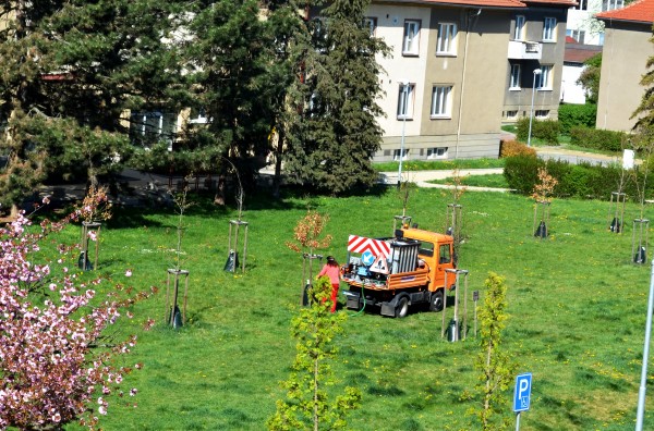 Město získalo informace o zdravotním stavu dřevin