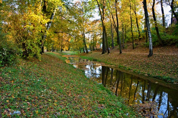 Město získalo informace o zdravotním stavu dřevin