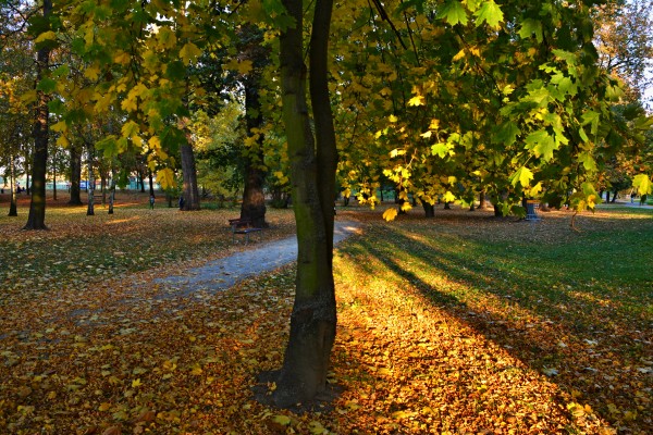 Město získalo informace o zdravotním stavu dřevin
