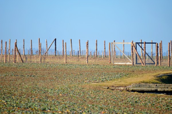Zelený pás Letní pole